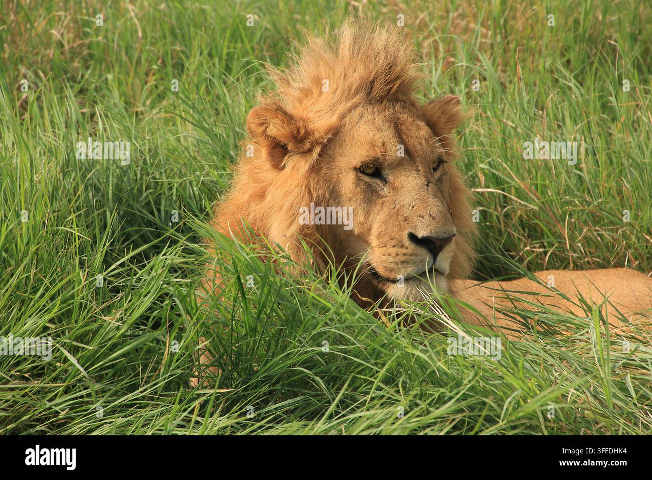 Un leone maschio africano riposa parzialmente nascosto nell'erba alta durante un safari nella fauna selvatica in Tanzania, Africa. Foto Stock