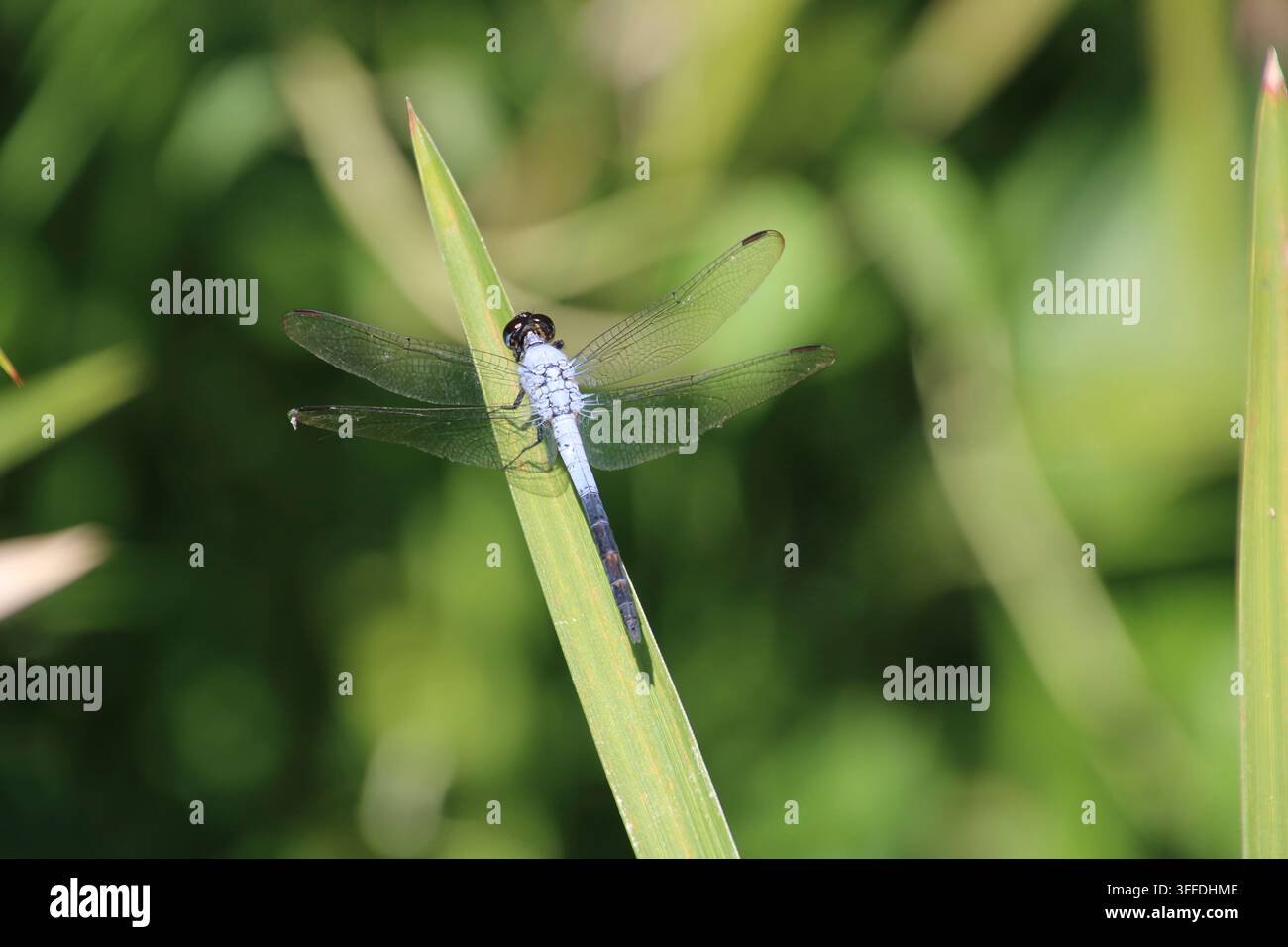 Primo piano di una libellula che riposa sull'erba in Tanzania, Africa, fotografata durante viaggi faunistici e turismo safari. Foto Stock