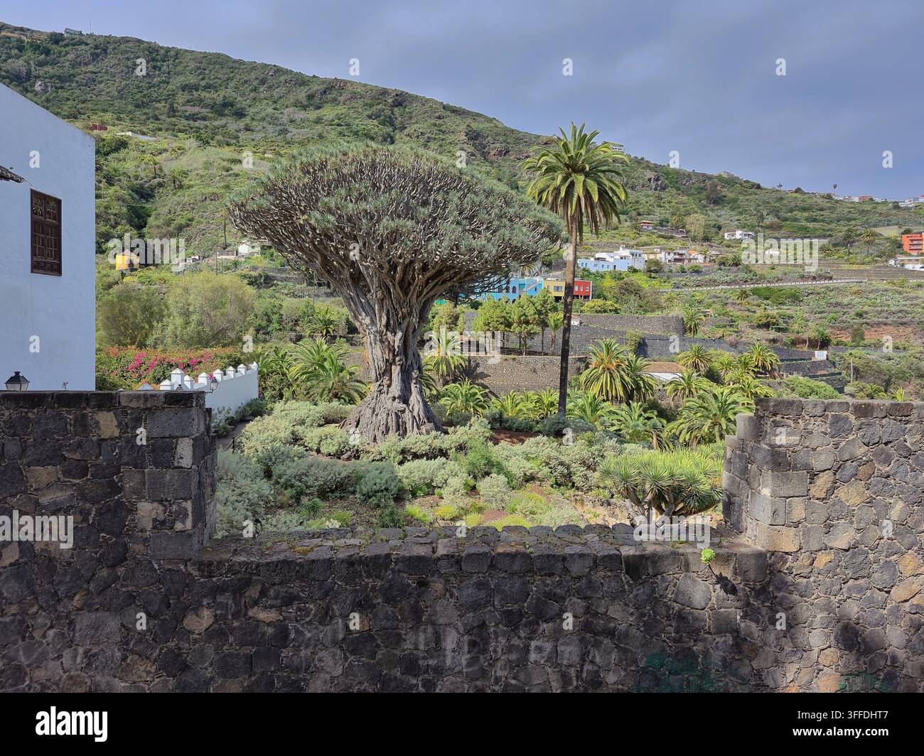 Vista di un antico albero del drago contro le montagne, vicino a Icod de los Vinos in primavera Foto Stock