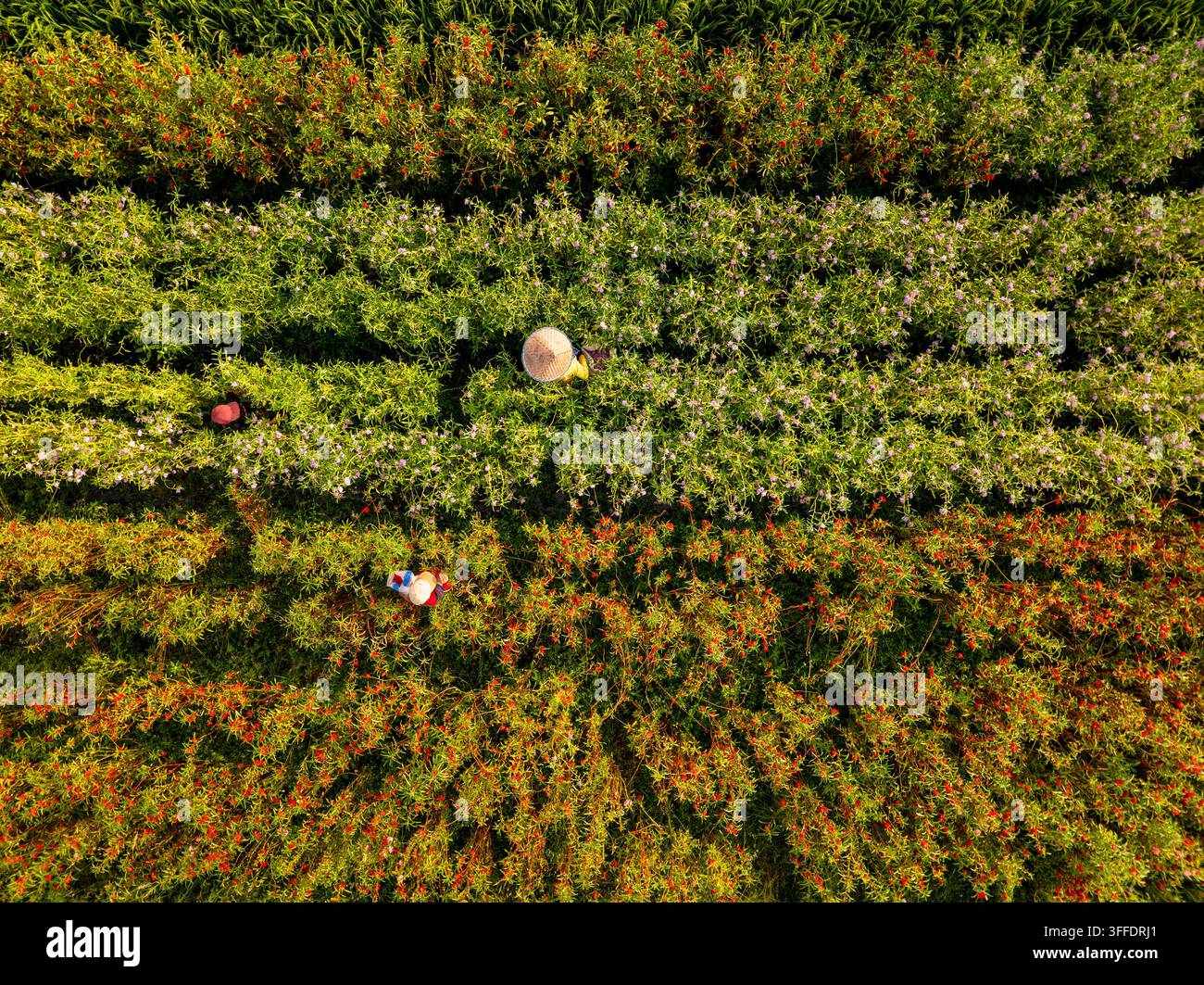 Vista aerea di raccoglitori di fiori che indossano cappelli conici tradizionali e lavorano in un campo di fiori vivace a Bali, Indonesia. Foto Stock
