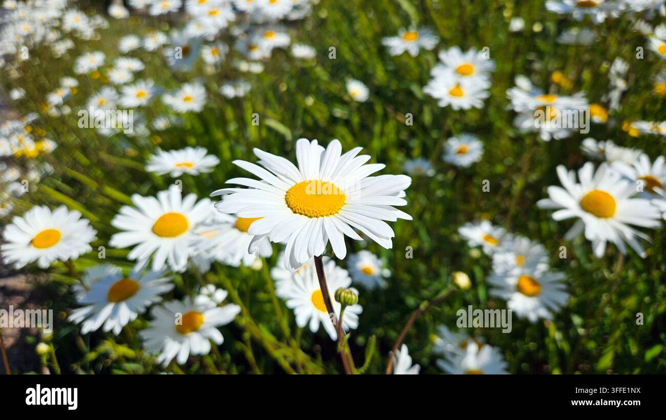 Oxeye margherite - Immagine stock catturata con smartphone