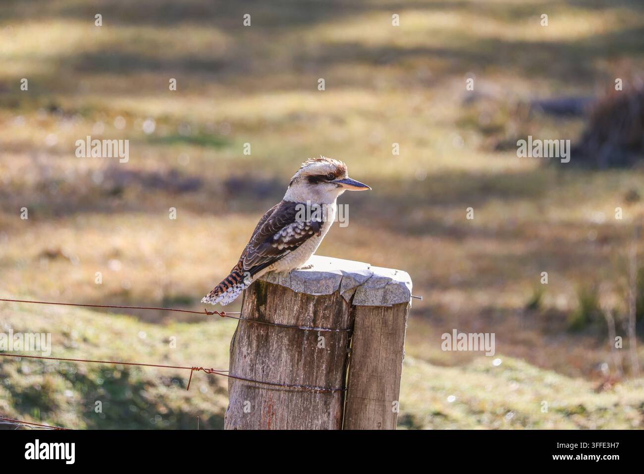 Kookaburra ridente (Dacelo novaeguineae) appollaiata su un palo di recinzione in legno alla luce calda del sole nel New South Wales, Australia. Foto Stock