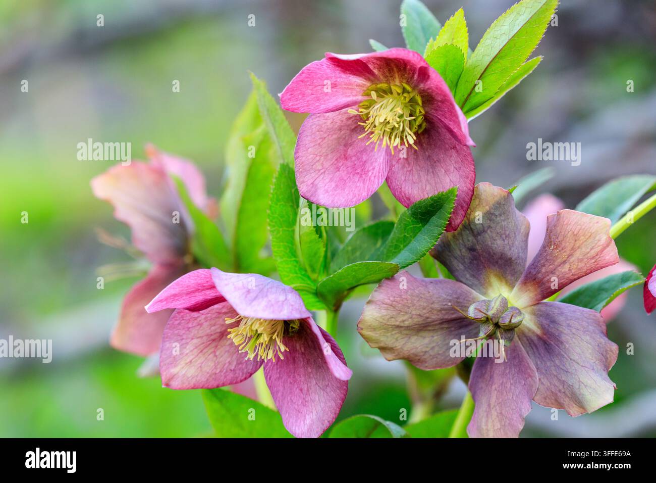 bella radura Hellebore primo piano Foto Stock