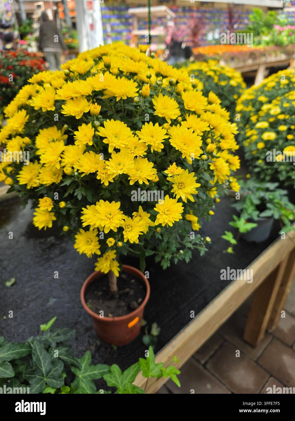 Fiori di crisantemo giallo brillante in vaso nella serra di un vivaio, bellissima pianta in fiore autunnale in vendita in esposizione Foto Stock