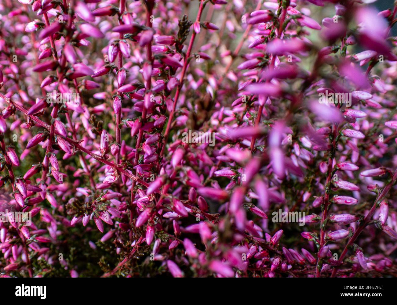 Fotografia macro di una erica, nota anche come erica comune (Calluna vulgaris) Foto Stock