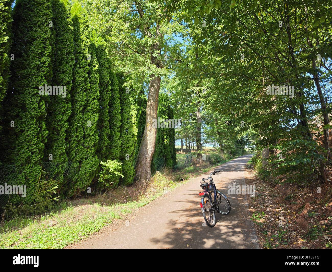 Una bicicletta parcheggiata su un sentiero rurale ombreggiato circondata da alberi e fogliame rigogliosi. - Immagine stock catturata con smartphone