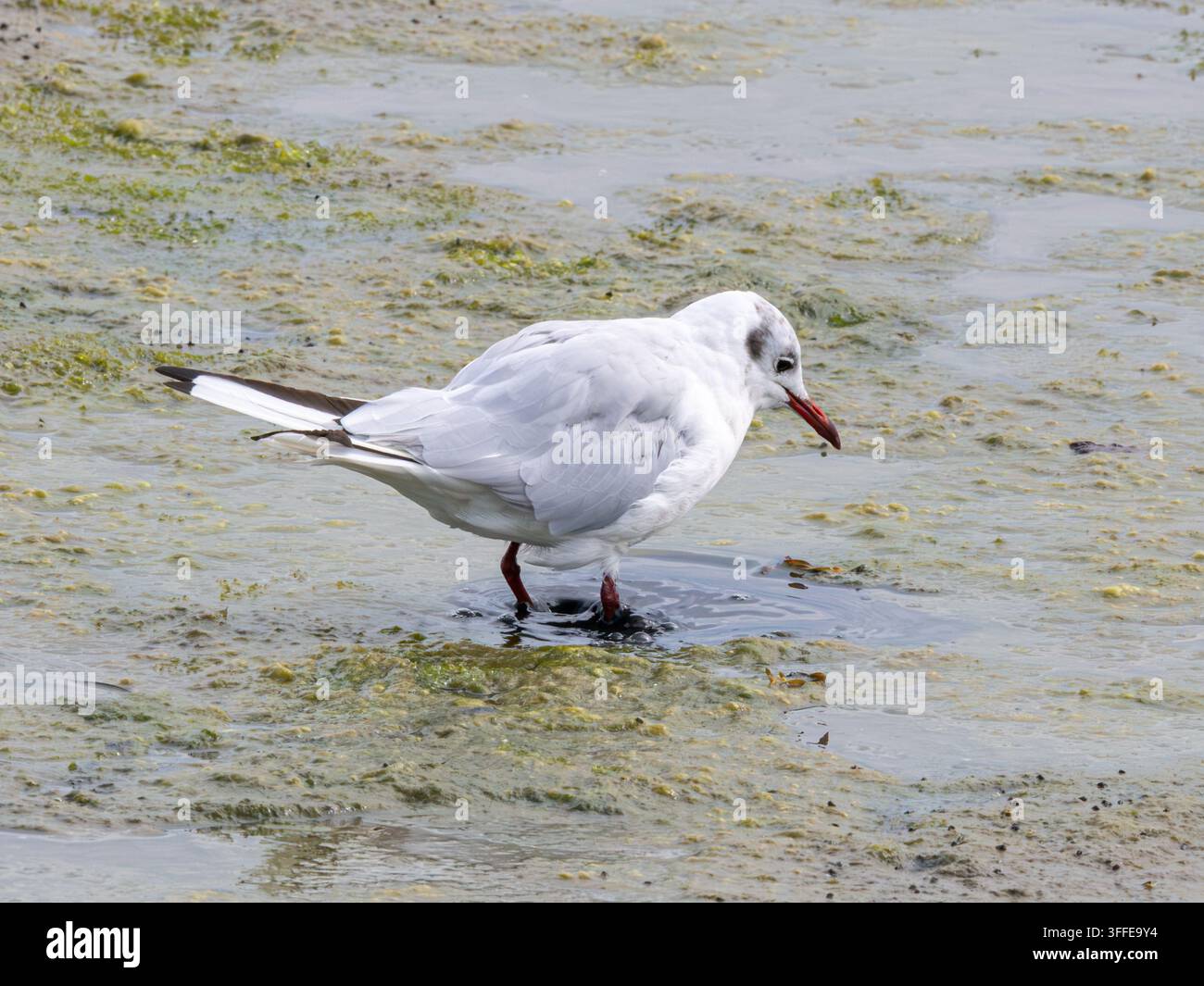 Gabbiano dalla testa nera (Chroicocephalus ridibundus) che si nutre muovendo rapidamente i piedi in una pozza poco profonda di acqua marina per agitare le prede, Inghilterra, Regno Unito Foto Stock