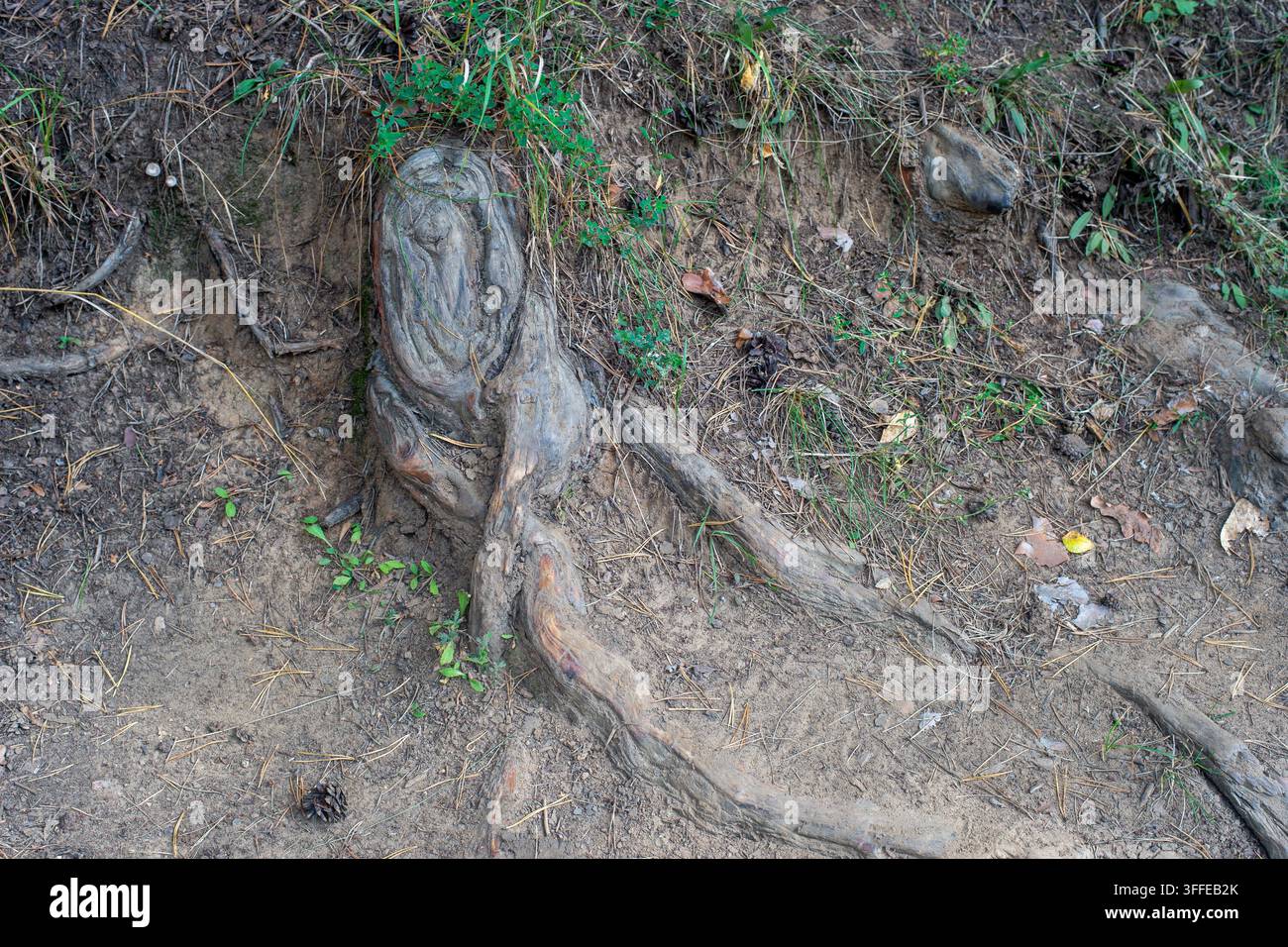 Radici di alberi esposte, che assomigliano a uno strano animale. Foto Stock