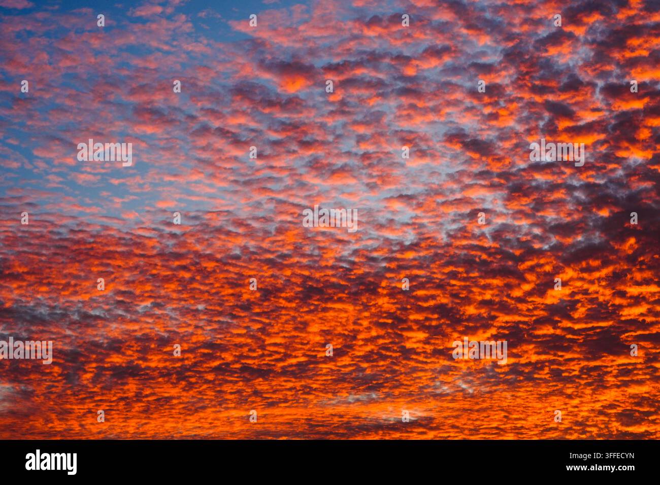 Nuvole altocumulus rosse e arancioni che coprono completamente il cielo durante un tramonto drammatico. Foto Stock