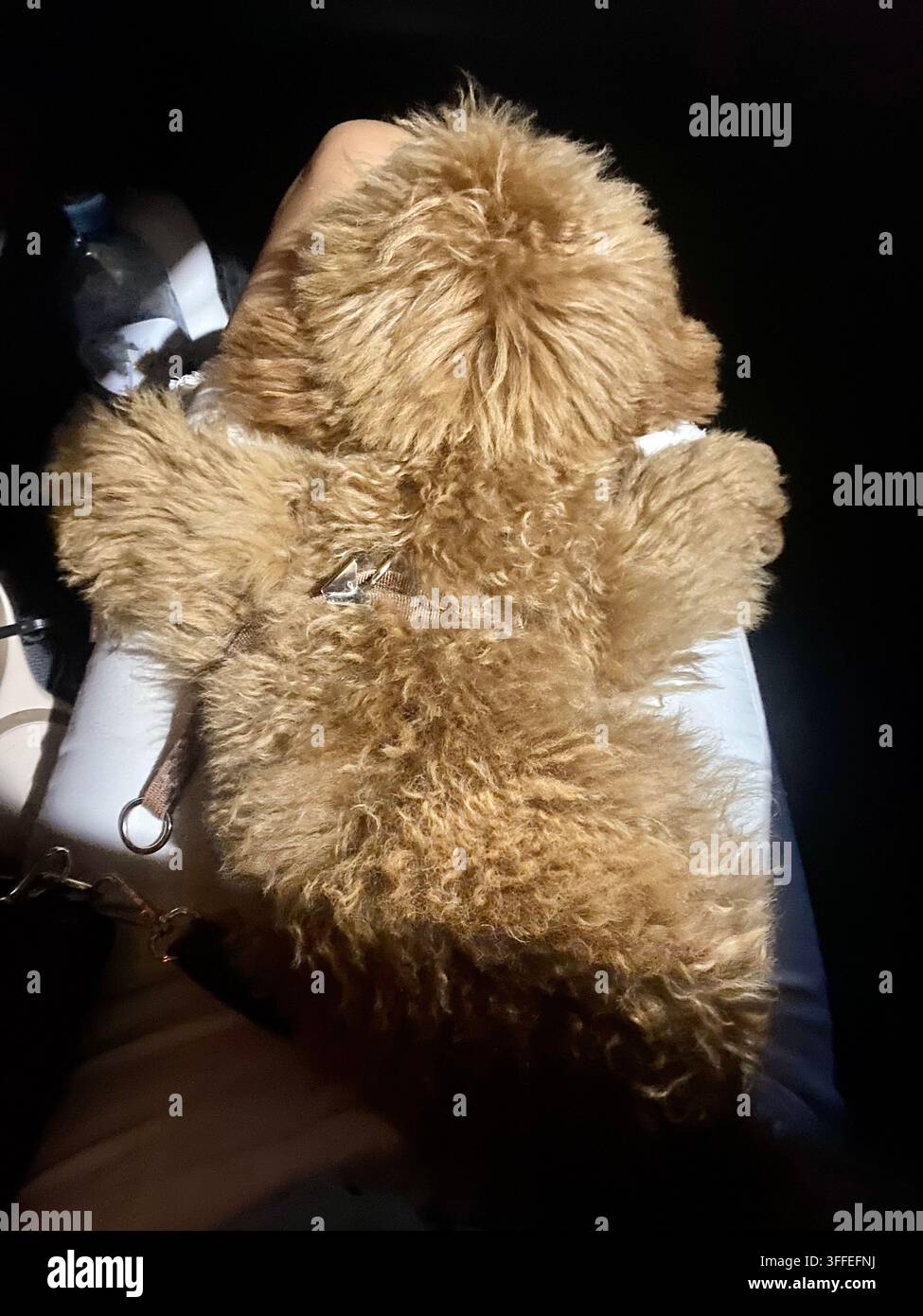Piccolo cane riccio si siede in macchina di notte e guarda lontano. - Immagine stock catturata con smartphone