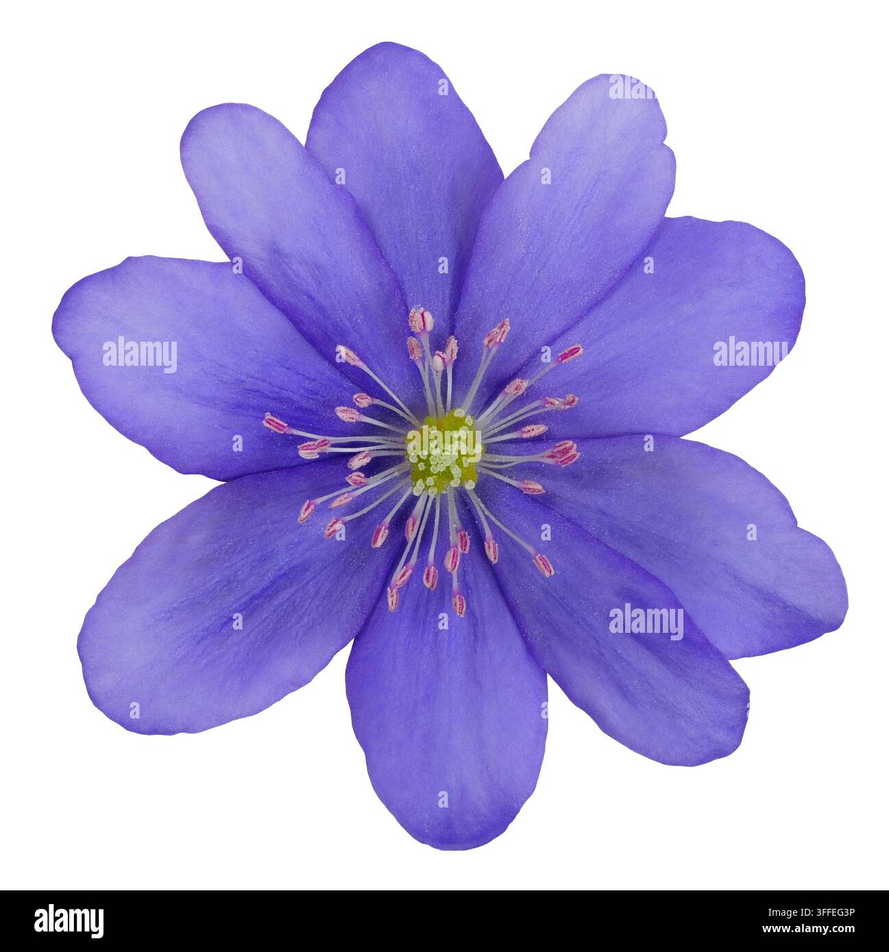 Fiore blu di anemone hepatica isolato su sfondo bianco Foto Stock