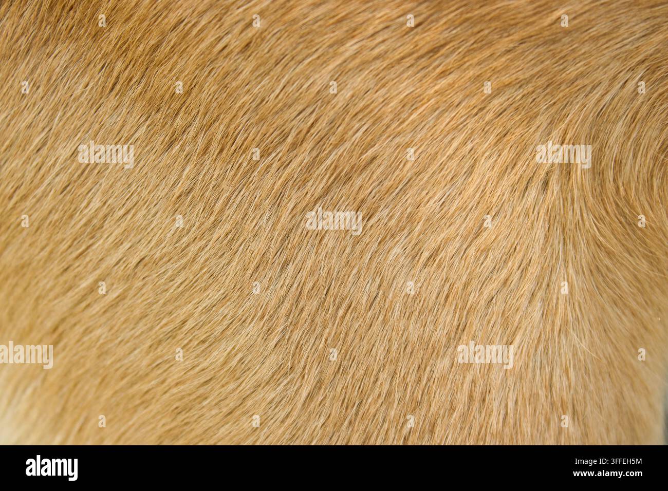 Sfondo a trama di pelo corto di cane marrone dorato in primo piano Foto Stock