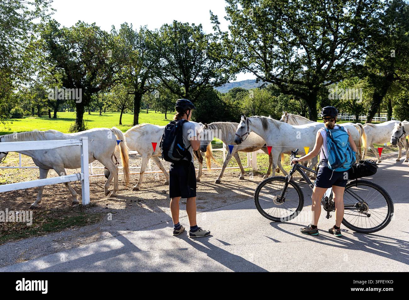 Due ciclisti turisti in viaggio in bicicletta si trovano sul ciglio della strada e osservano una maestosa mandria di cavalli Lipizzaner bianchi che attraversano nella panoramica Lipica. Foto Stock