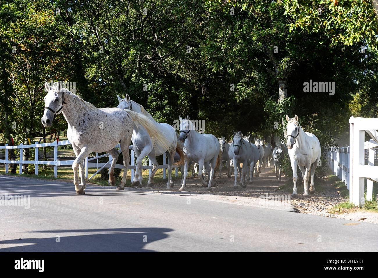 Un maestoso branco di eleganti cavalli Lipizzani bianchi che attraversano una strada asfaltata fiancheggiata da alberi sulla via verso pascoli verdi nella panoramica Lipica. Foto Stock