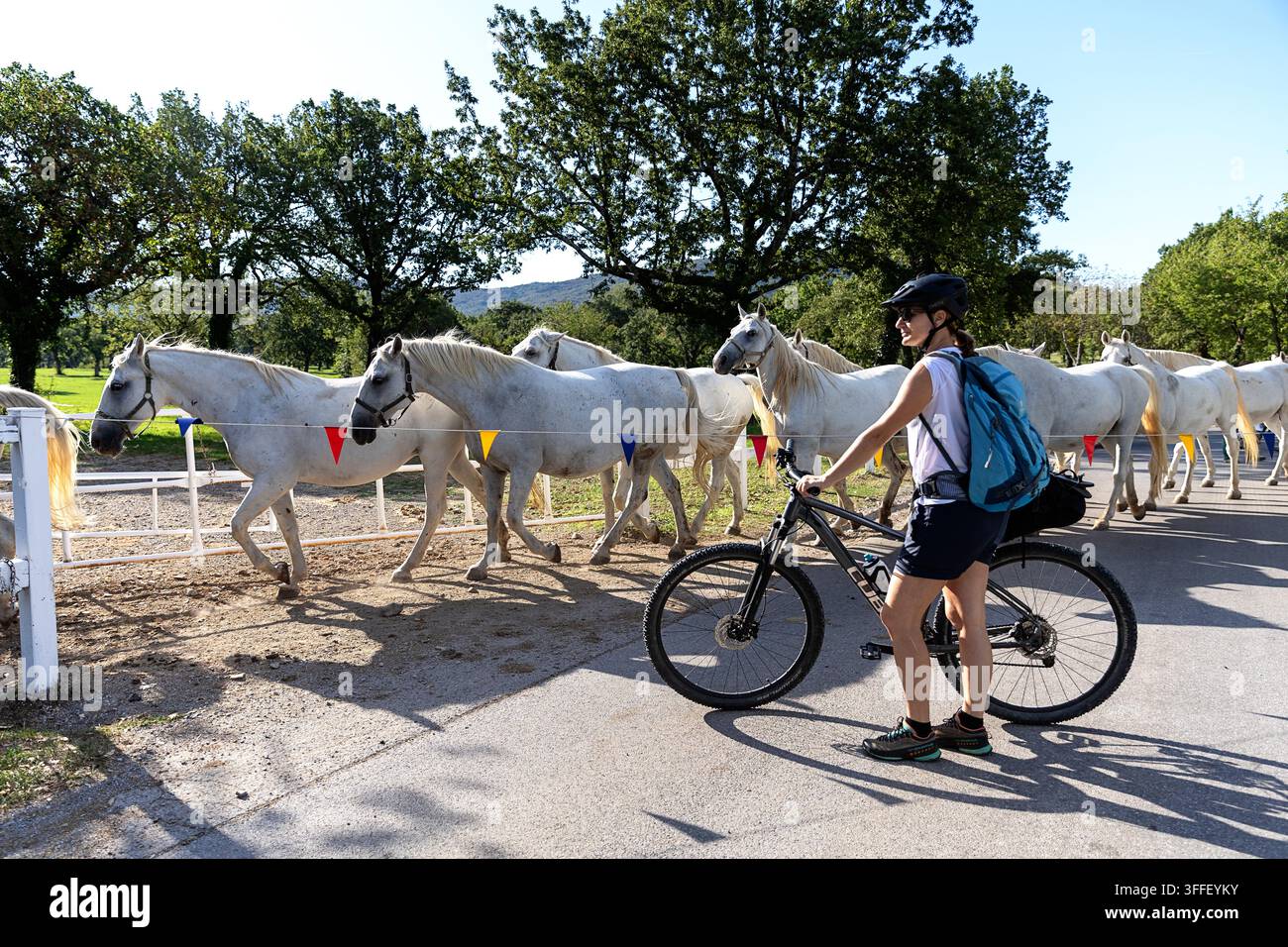 Due ciclisti turisti in viaggio in bicicletta si trovano sul ciglio della strada e osservano una maestosa mandria di cavalli Lipizzaner bianchi che attraversano nella panoramica Lipica. Foto Stock