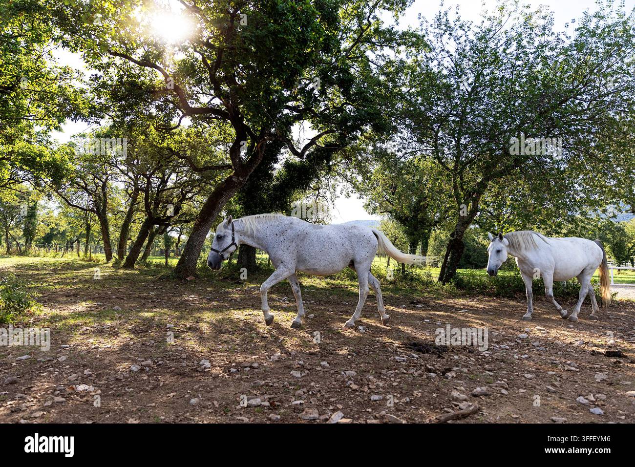 Bellissimi cavalli Lipizzaner bianchi ed eleganti che pascolano tranquillamente tra antichi querci sui rigogliosi pascoli verdi dell'allevamento di Lipica, in Slovenia. Foto Stock