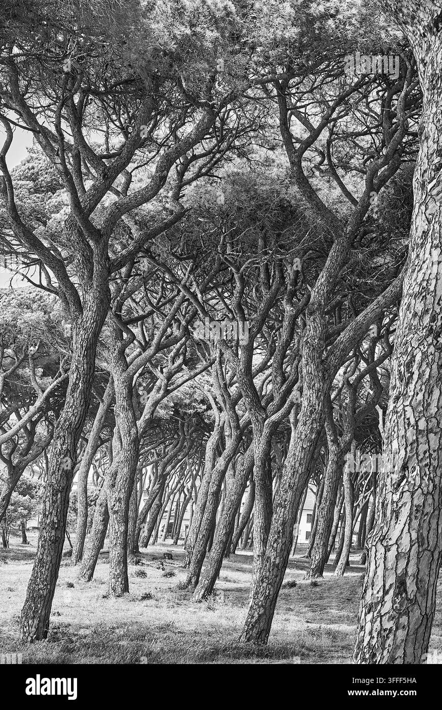 Foresta di pini mediterranea con tronchi contorti in Liguria, Italia, che crea un paesaggio boschivo costiero distintivo. Foto Stock