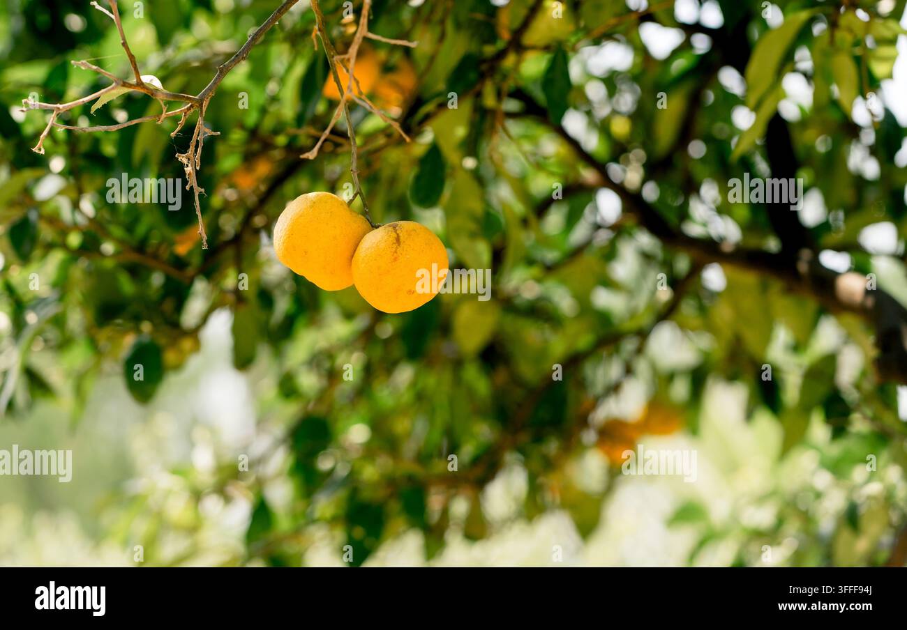 Due frutti di Citrus aurantium pendono da un albero tra foglie verdi. Concetto di raccolto, agricoltura, natura, stagionalità e abbondanza e crescita dei frutti Foto Stock