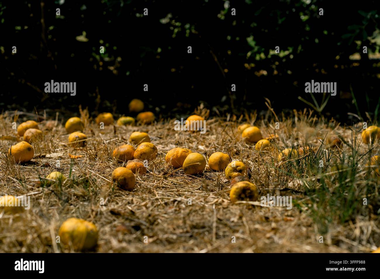 Frutti di Citrus aurantium sparsi sull'erba secca sotto un albero. Concetto di raccolto, agricoltura, stagionalità, spreco e abbondanza naturale e perdita Foto Stock