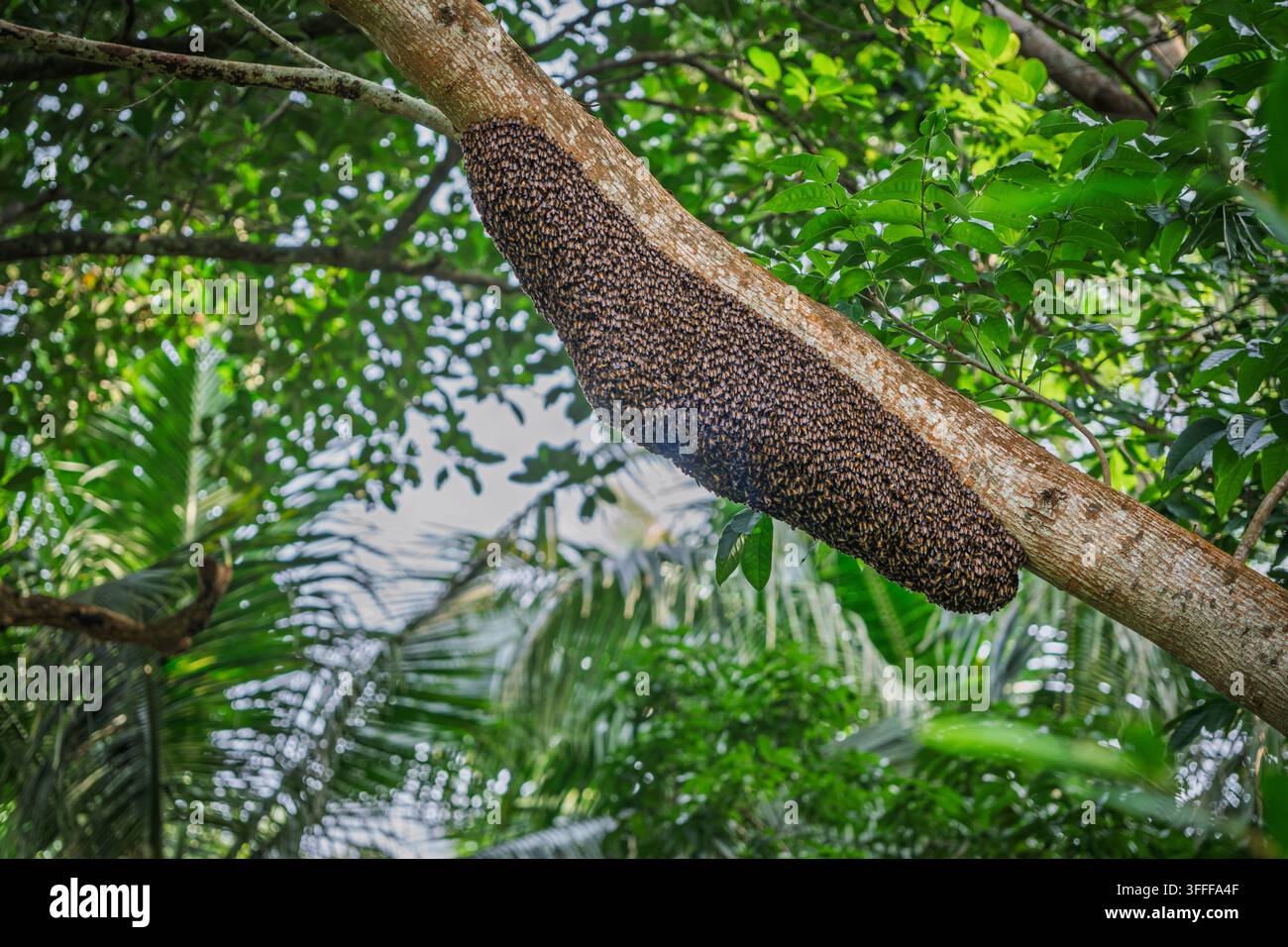 Grande nido selvaggio di api giganti (Apis dorsata) sospeso su un ramo spesso in una foresta Foto Stock