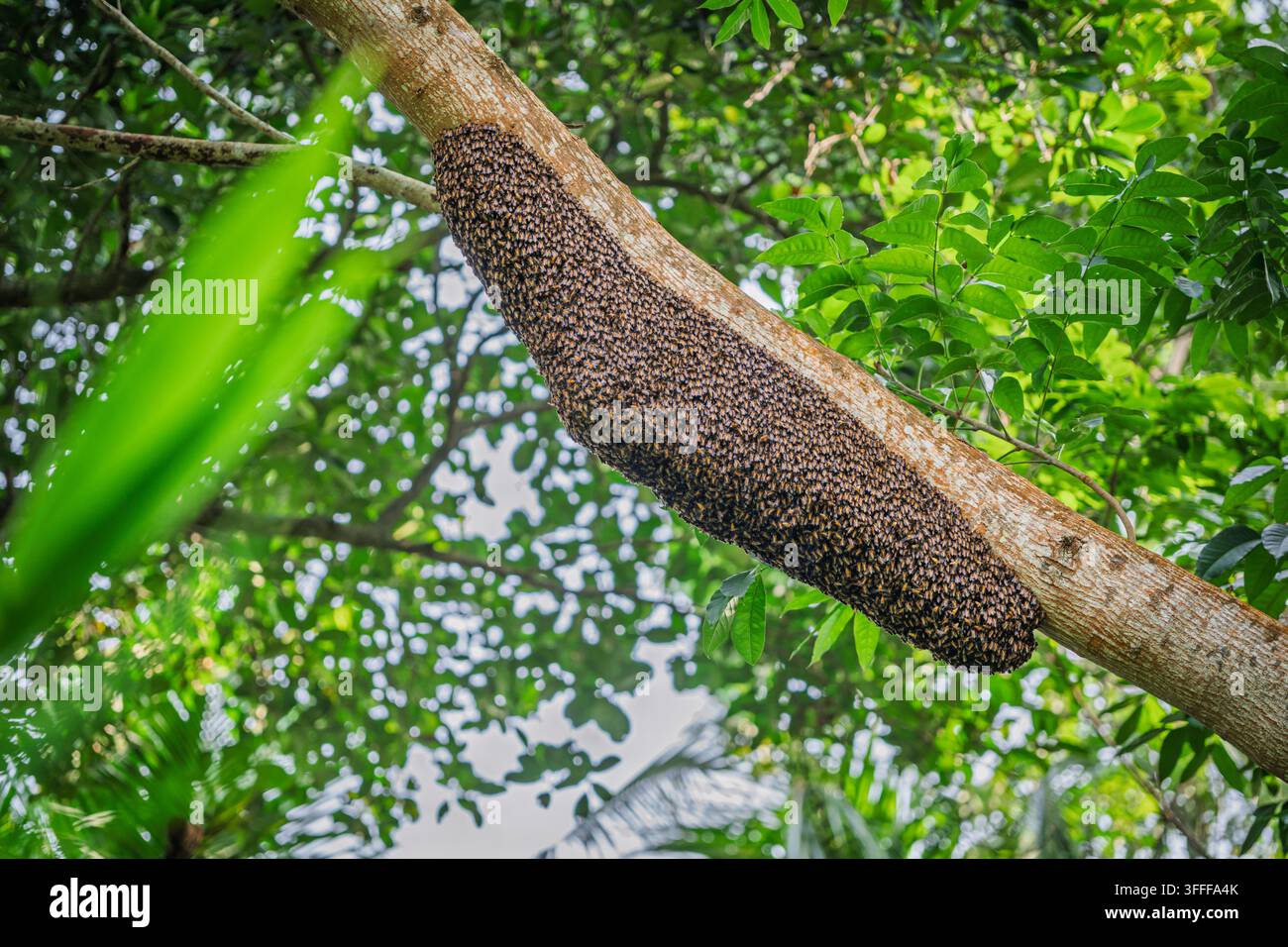 Grande nido selvaggio di api giganti (Apis dorsata) sospeso su un ramo spesso in una foresta Foto Stock