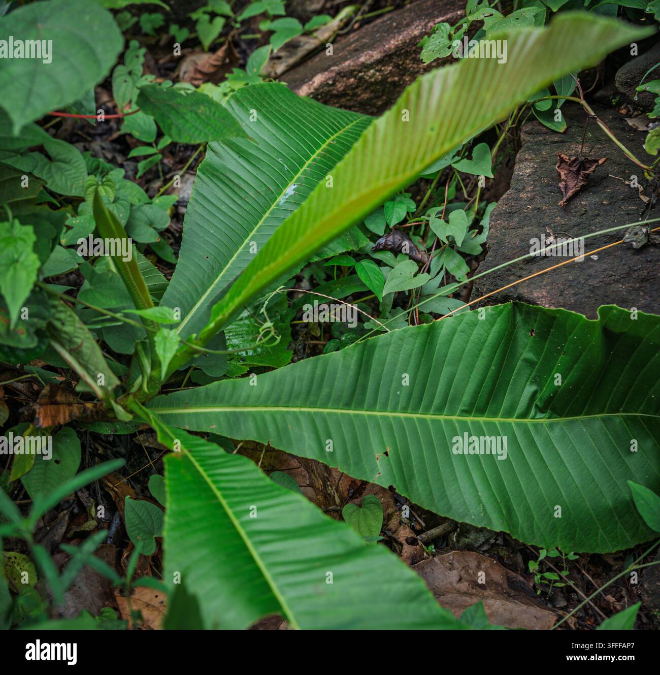 Fresche foglie verdi di Curcuma zedoaria (Curcuma selvatica / Zedoaria bianca) che mostrano una distinta venatura parallela nel sottobosco tropicale dell'Ovest Foto Stock