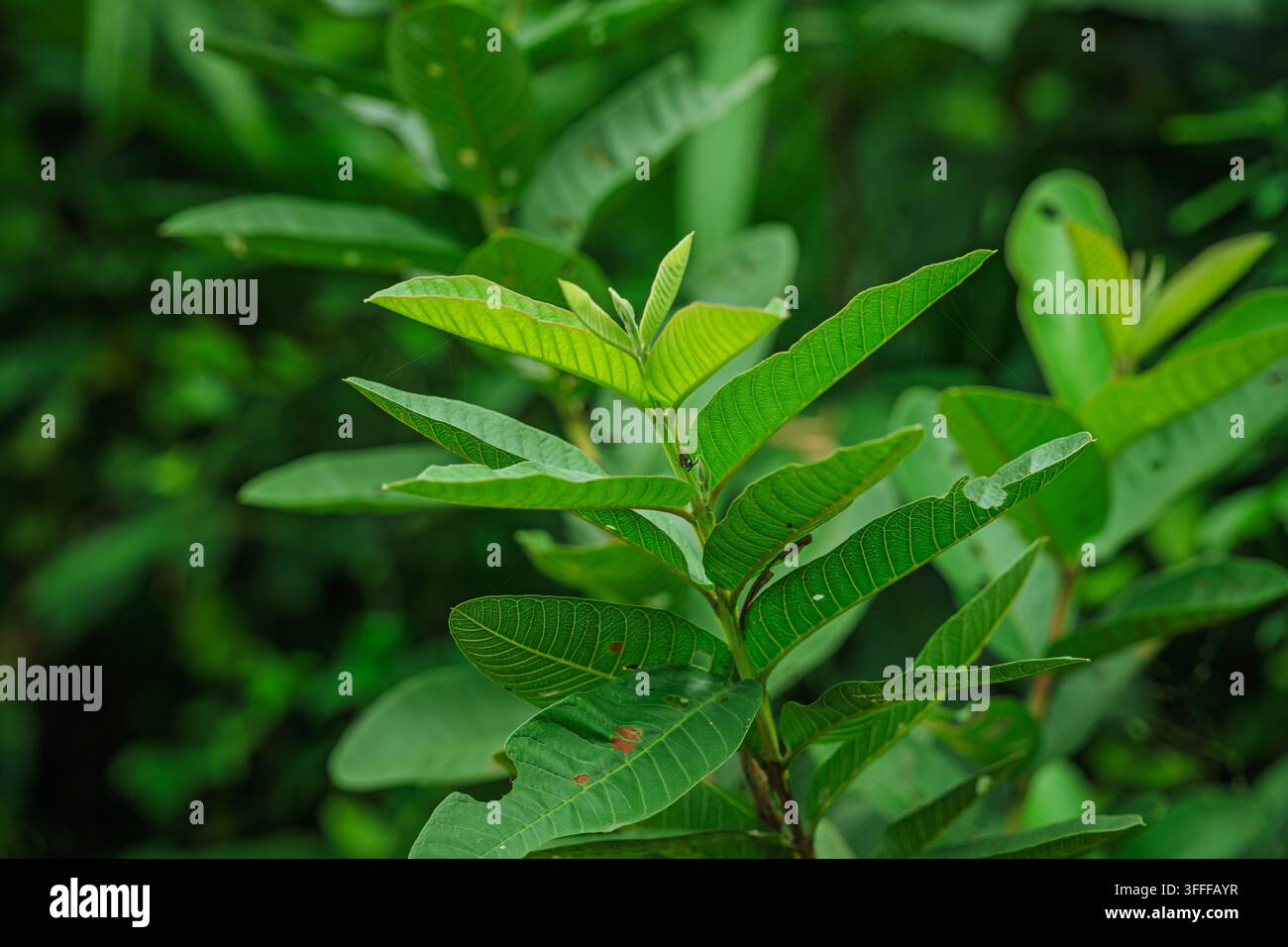Fresche foglie verdi e tenero germoglio giovane di Guaiava comune (Psidium guajava) che cresce nei Ghati occidentali. Foto Stock