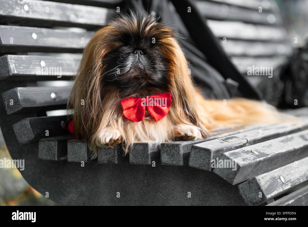 Scatto esterno dettagliato che cattura il comportamento degli animali domestici, i dettagli dell'infrastruttura del parco e le vivaci texture di tessuto rosso. Scena tranquilla di passeggiata nel fine settimana featu Foto Stock