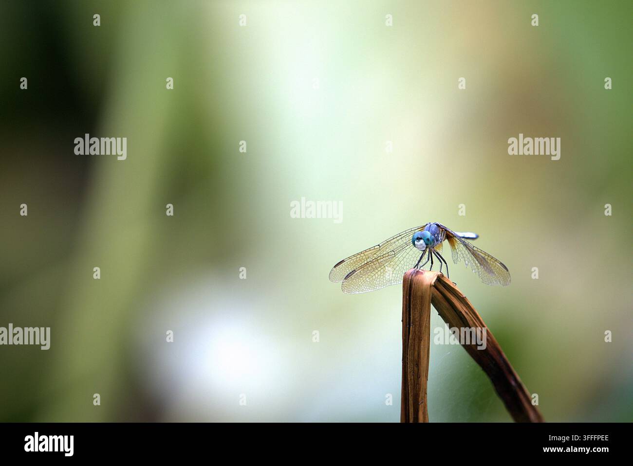 Una nitida fotografia macro di un drago volante maschio blu (Pachydiplax longipennis) che riposa su uno stelo di pianta marrone consumato. Foto Stock