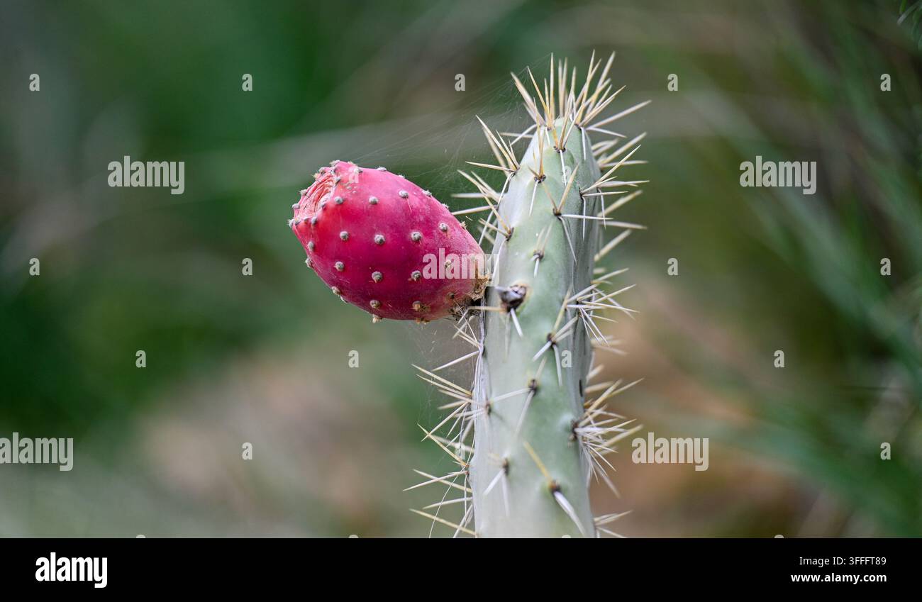 Frutto di fico d'India rosso brillante che cresce su uno stelo di cactus. Spine bianche ricoprono la superficie verde del cactus. Uno sfondo verde sfocato suggerisce un ambiente desertico Foto Stock