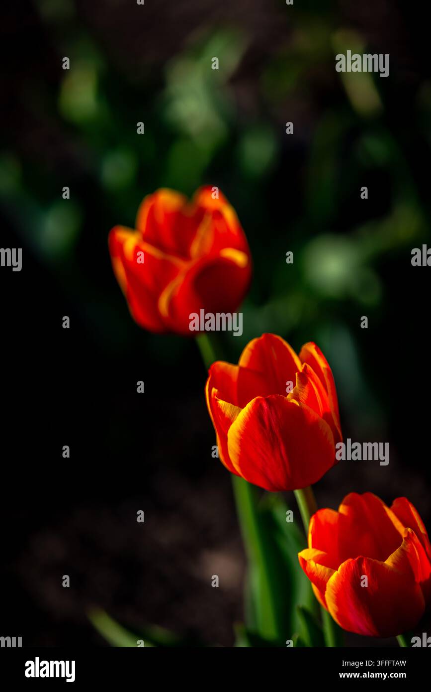 Red Tulip Beauty – Illuminazione drammatica  Una fotografia in primo piano mostra tre tulipani rossi sorprendenti con tonalità arancioni profonde su uno sfondo scuro e sfocato Foto Stock