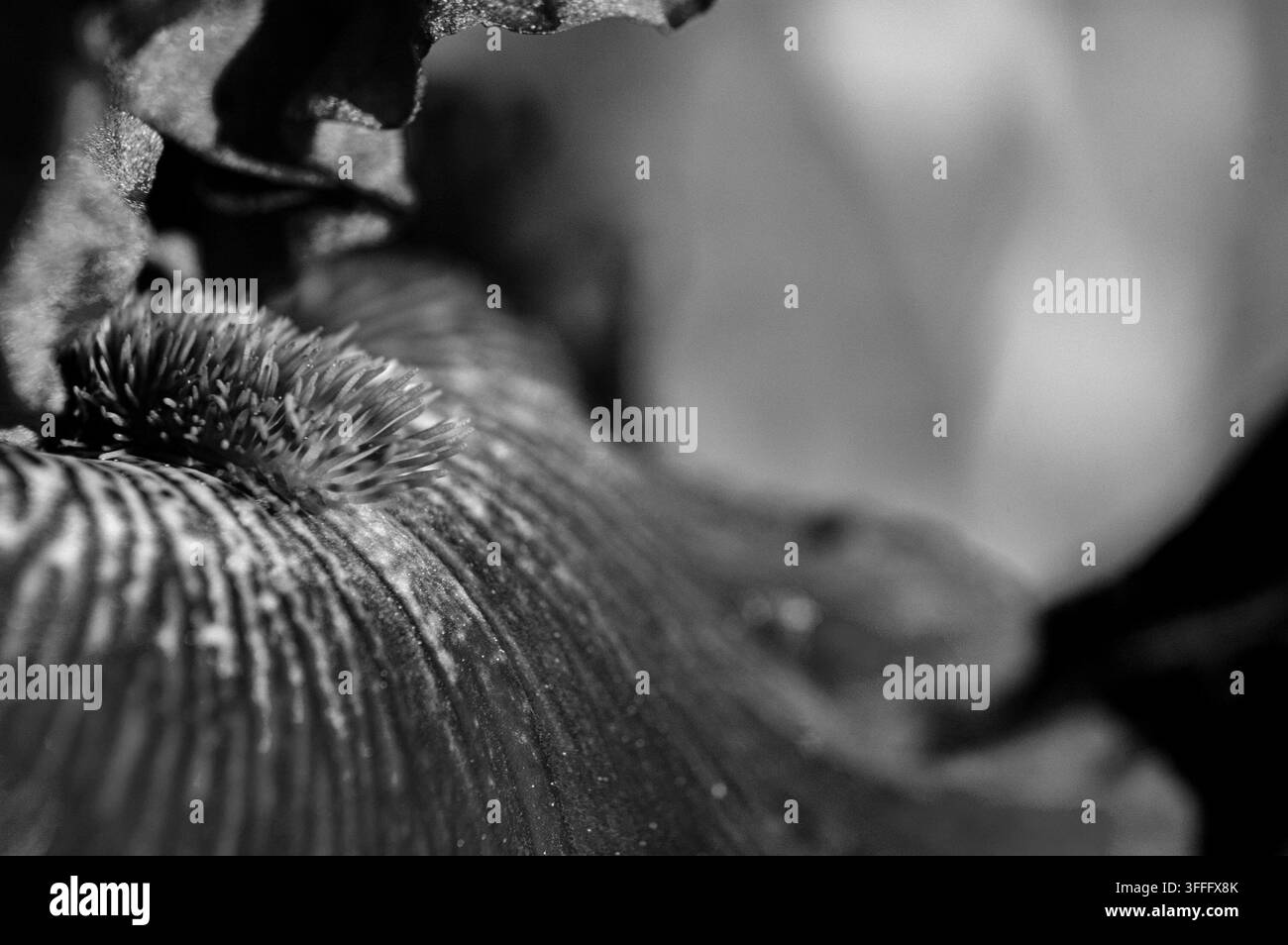 Macro di seme di girasole - Texture in bianco e nero  Una fotografia macro in bianco e nero in primo piano che mostra i dettagli intricati di una testa di seme di girasole Foto Stock