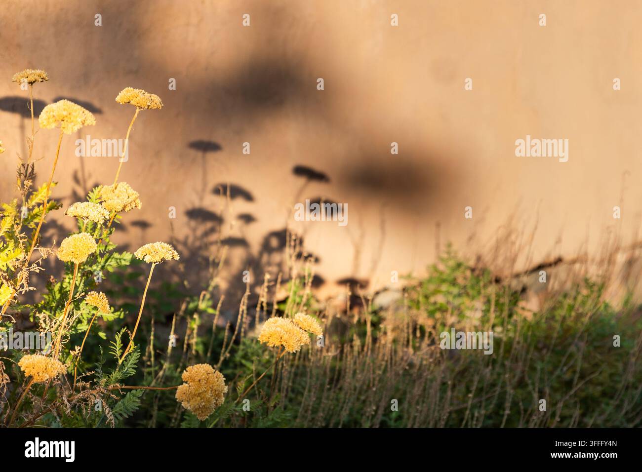Fiori gialli sotto il sole splendente che proiettano ombre su un muro di mattoni Foto Stock