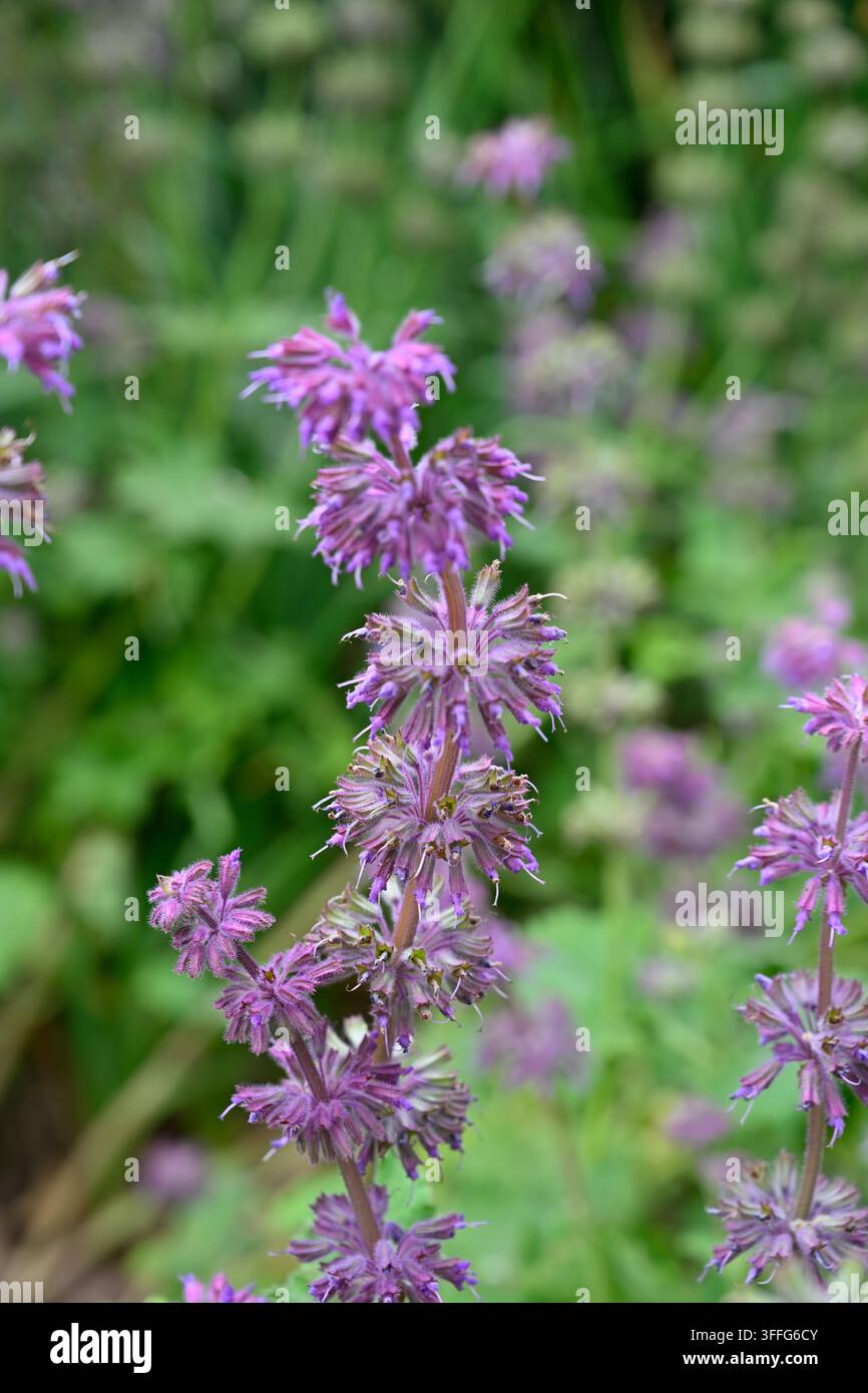 Fiori estivi viola morbidi di salvia verticillata 'Purple Rain' Foto Stock