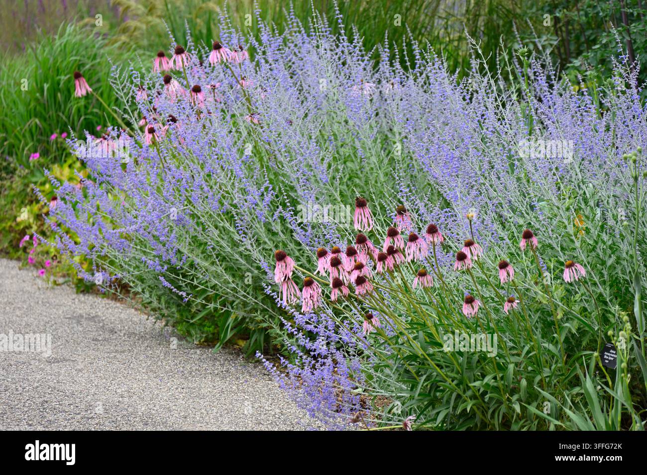 Miscela di fiori estivi di salvia russa, Salvia yangii Perovskia & Echinacea pallida Regno Unito giugno Foto Stock