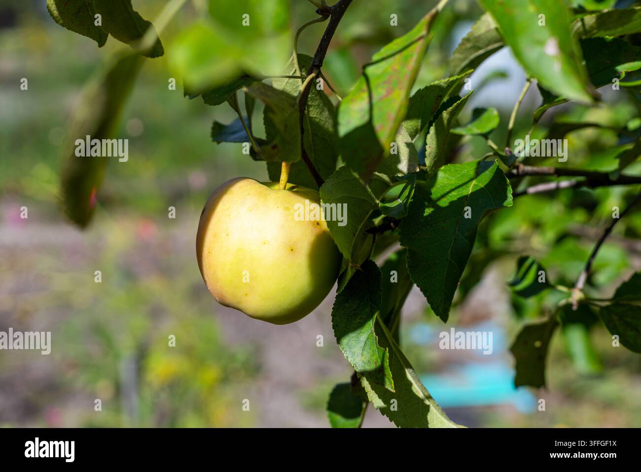 Mela gialla matura appesa a un ramo. Mela gialla matura appesa a un ramo di albero frondoso sotto una luce calda con uno sfondo di giardino leggermente sfocato. Foto Stock