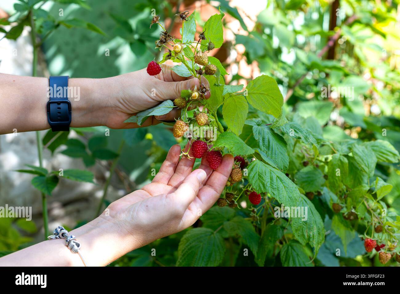 Mani che tengono lamponi maturi e immaturi in giardino. Mani che tengono un ramo di lamponi con bacche rosse mature e immature circondate da foglie verdi in un Foto Stock