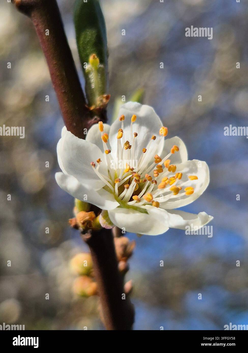 Fiore di prugno bianco su un ramo in primo piano - Immagine stock catturata con smartphone