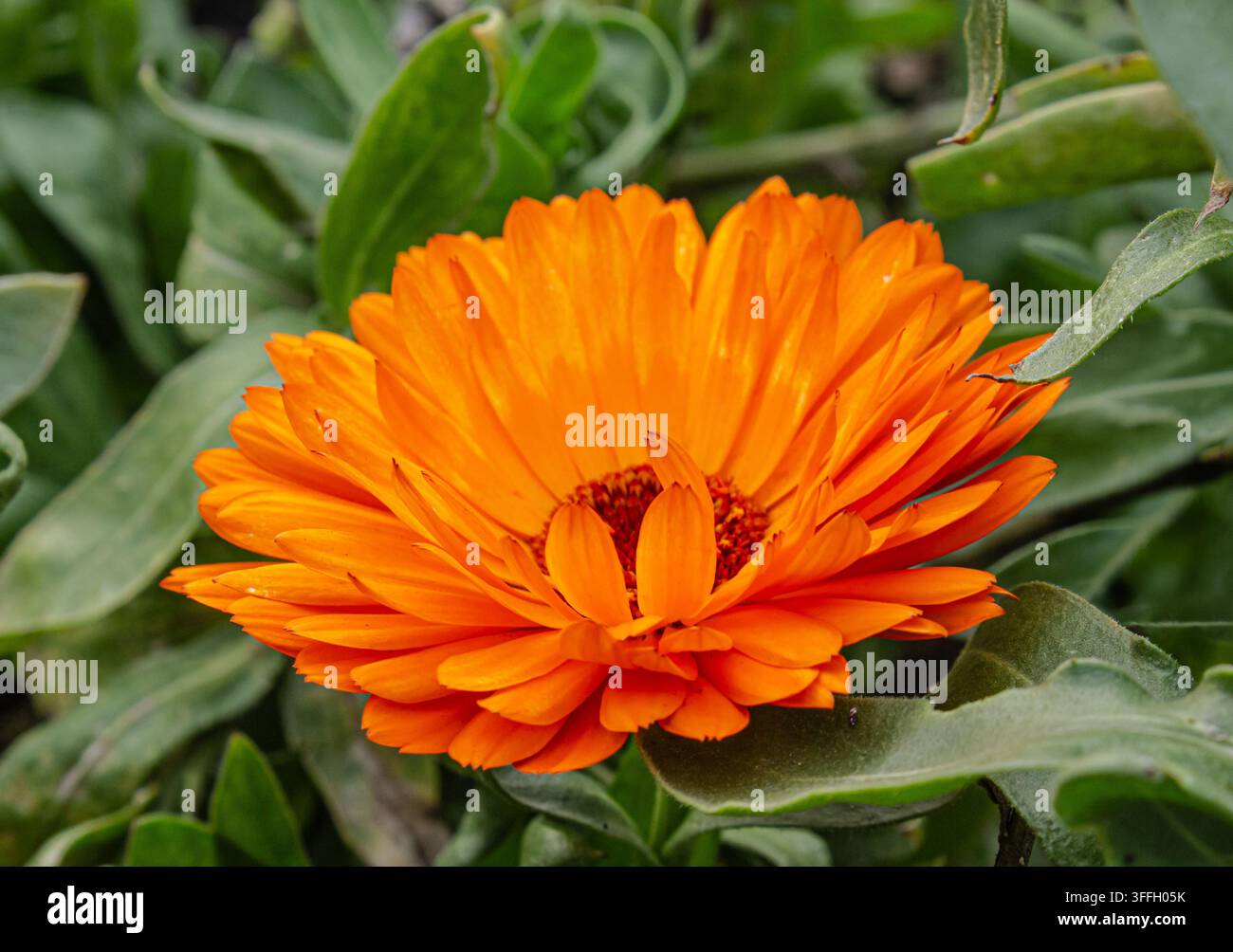 Fiore di calendula arancione vibrante in fiore, primo piano con sfondo di foglie verdi, ingrediente vegetale naturale per tè alle erbe e cosmetici Foto Stock