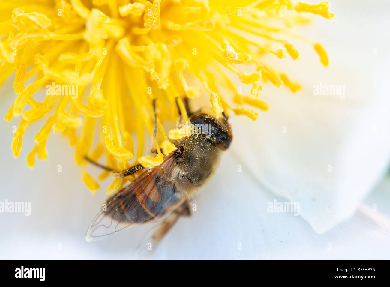 Insetto su Fiore - Fotografia Macro Un primo piano di una mosca volubile (probabilmente una mosca tabanide) posata su un fiore giallo acceso, con petali bianchi Foto Stock