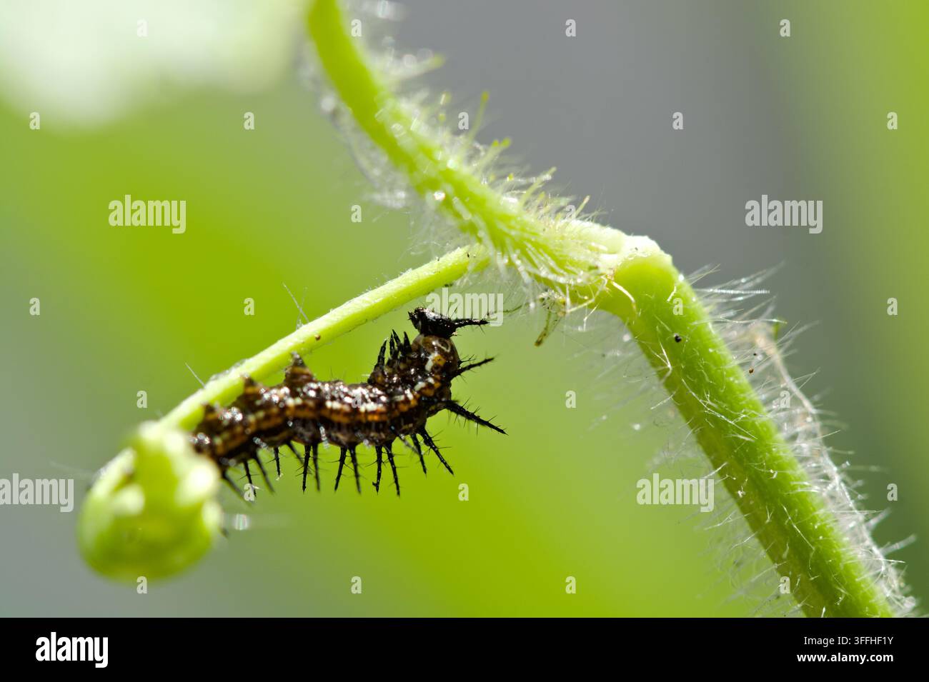 Fotografia macro di una cateratta spinosa del Golfo Fritillary (Agraulis vanillae) che striscia sotto una vite di passiflora Foto Stock