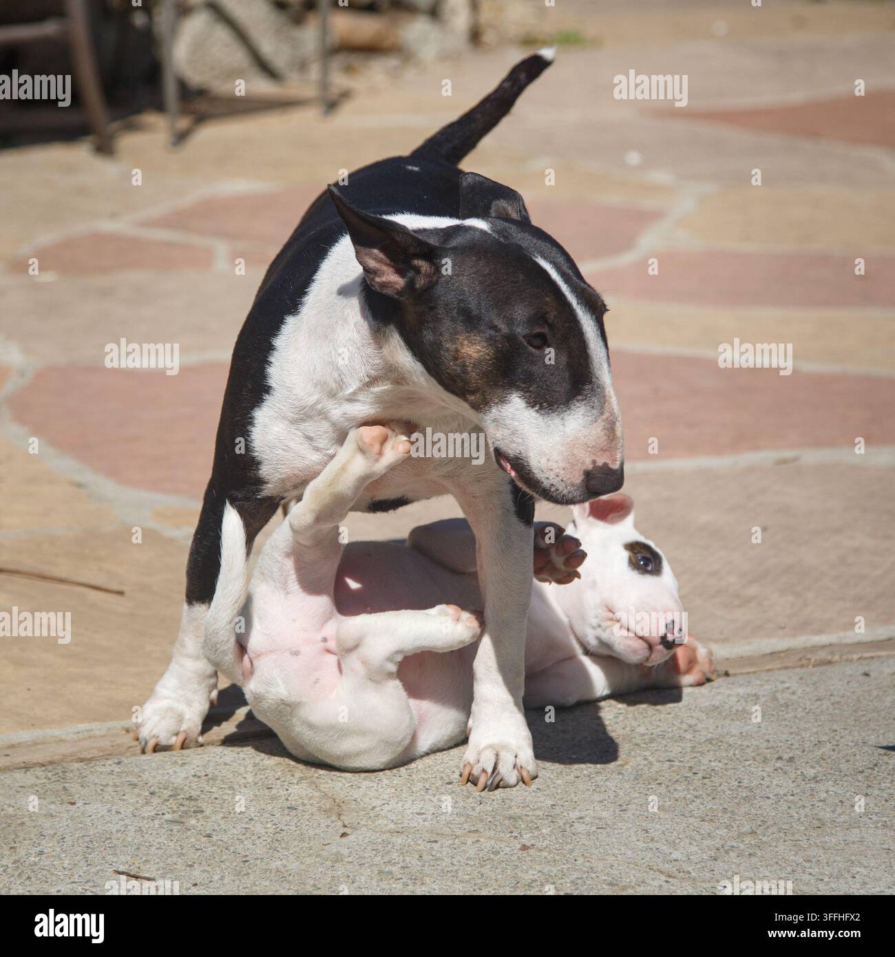 Cane Bull Terrier adulto che gioca con un giovane cucciolo Bull Terrier bianco Foto Stock