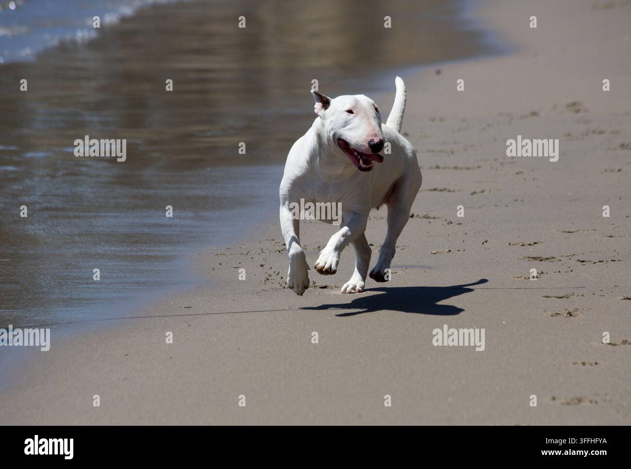 Cane adulto Bull terrier che corre sulla spiaggia vicino al bordo dell'acqua Foto Stock
