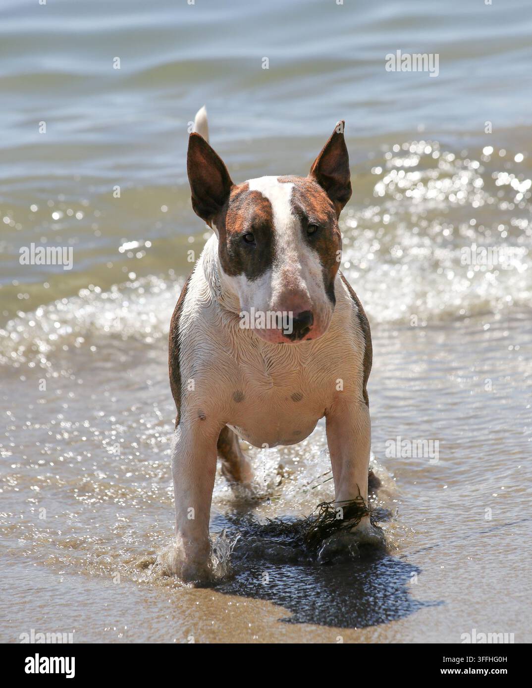 Bull terrier che posa per un ritratto naturale nell'acqua alla spiaggia con alghe ai piedi Foto Stock