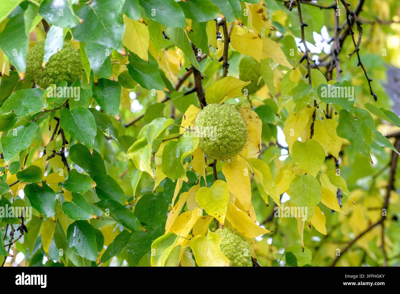 Arancia Osage (Maclura pomifera, Maclura aurantiaca, Cudrania aurantiaca; Cudrania pomifera), frutti su un albero, Austria Foto Stock