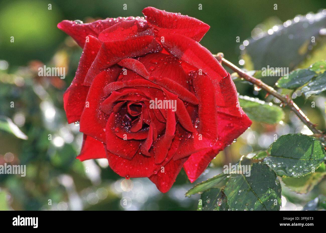 GOCCE DI PIOGGIA SU UNA SINGOLA ROSA ROSSA 'BICENTENARIO AUSTRALIANO' (ROSA) Foto Stock