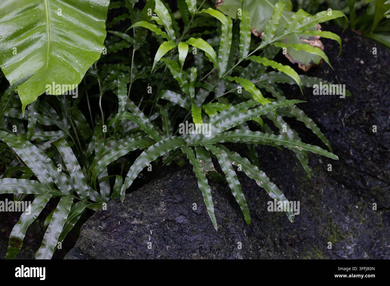 Pteris cretica - felce a nastro. Foto Stock