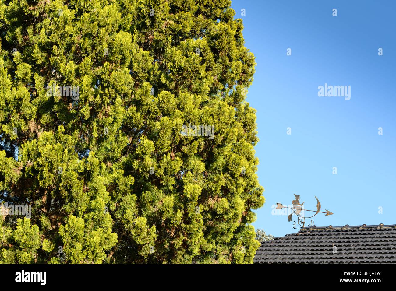 Albero verdeggiante riempie il lato sinistro del fotogramma. Girondaia metallica in cima al tetto di tegole si erge a destra. Cielo blu chiaro sopra offre uno sfondo luminoso e aperto. Luce solare Foto Stock