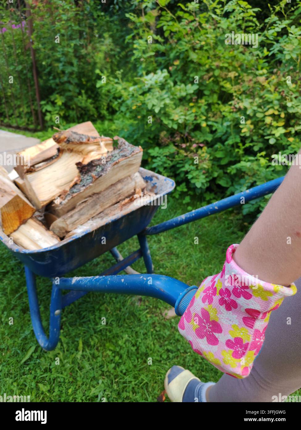 Mani femminili che smistano legna da ardere in una carriola in un cottage di campagna, mostrando lavoro fisico, autosufficienza e vita rurale. Foto Stock