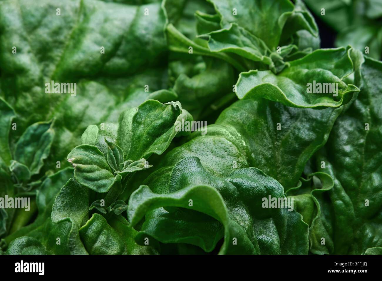 colpo macro in primo piano di una pianta di ghiaccio comune cristallina in una fattoria agricola Foto Stock